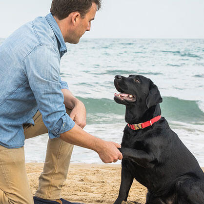 CÓMO SABER SI UN PERRO ESTÁ GORDO U OBESO