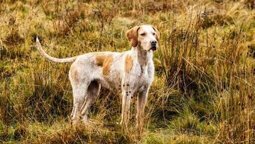 Foxhound en los campos