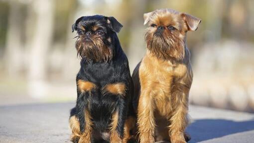 Dos perros Grifón de Bruselas de pie