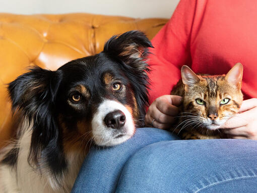 Perro y gato en el regazo de los propietarios