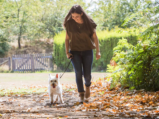 Mujer paseando a un perro