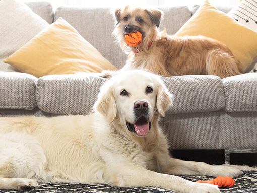 Golden retriever y terrier