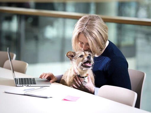 Raza de perro Terrier sentado en el regazo de una mujer mientras trabaja en el ordenador portátil