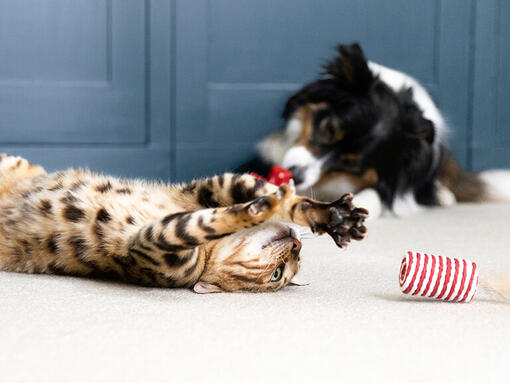 Perro y gato jugando