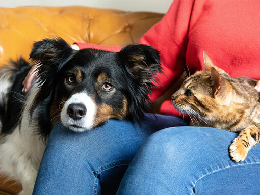 Perro y gato en el regazo de los propietarios