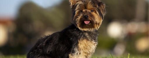 Imagen artículo Yorkshire Terrier