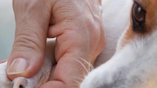 Cómo cortar las uñas de un cachorro