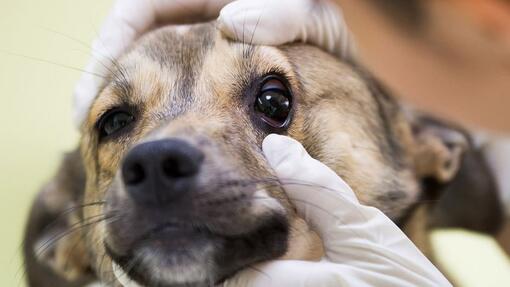muestra danés cápsula Enfermedades oculares del perro senior | Purina®