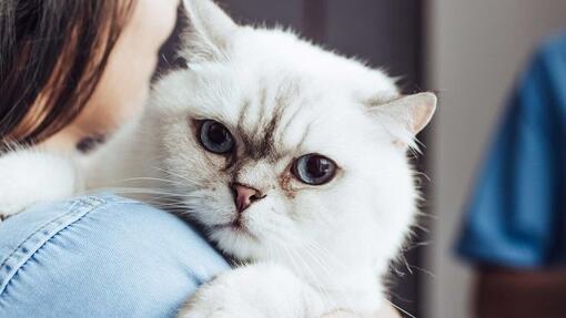 Minimizar estrés del gato en el veterinario Purina®