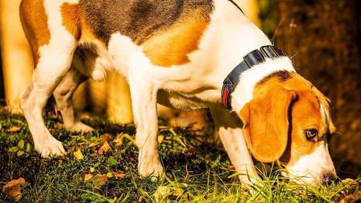 LA PROCESIONARIA EN PERROS