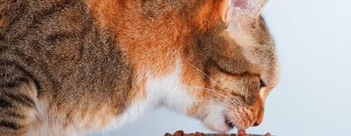 La alimentacin de tu gato adulto