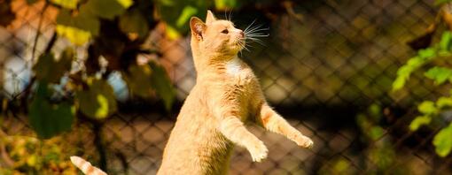 MANTENER A TU GATO SANO Y EN FORMA