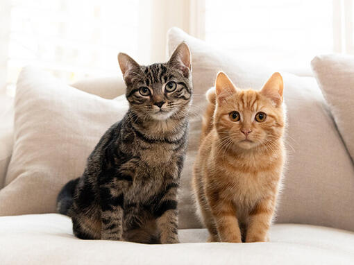 Gatos atigrados marrones y naranjas sentados en el sofá