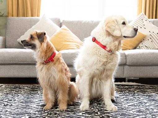 Perros sentados mirando en direcciones opuestas