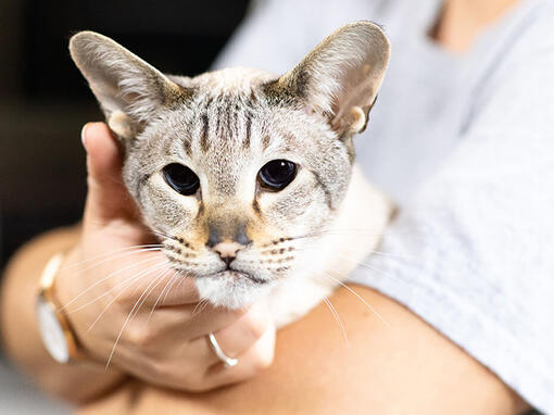 Gato mayor en el regazo de los dueños