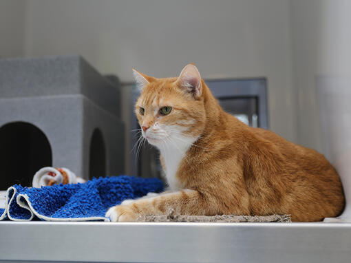 Gato atigrado en el veterinario