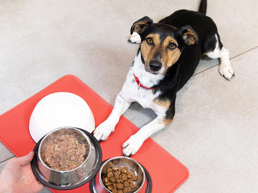 Perro al acecho de la comida que se le da en un bol