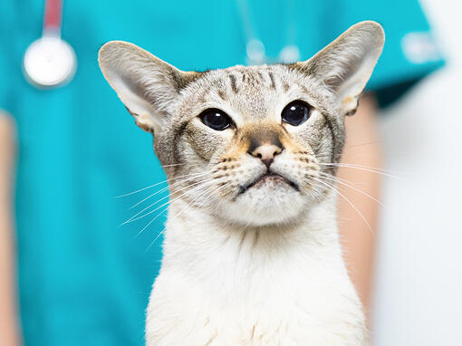 Gato con veterinario detrás