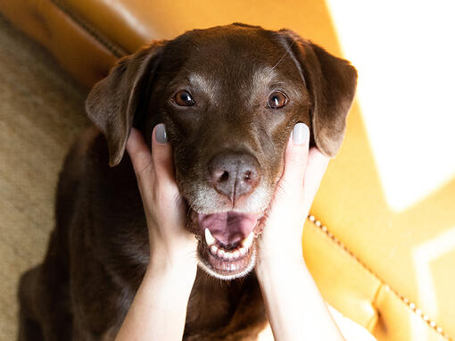 Raza de perro Labrador chocoalte senior con la cabeza en las manos del propietario