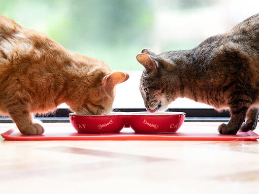 Dos gatos comiendo de un cuenco rojo
