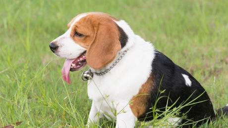 Overweight dog sitting in grass