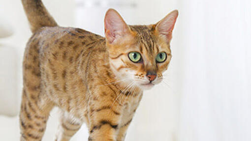 la piel en gatos | Purina®