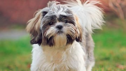 Shih Tzu, consejos de esta raza perro pequeña | Purina®