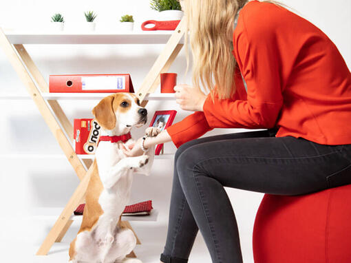 Beagle en un escritorio con cajas Bonio