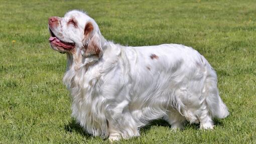 Raza de perro Spaniel de color claro de pie sobre la hierba