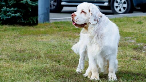 Raza de perro Spaniel de color claro de pie sobre la hierba