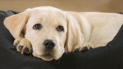 Cómo adiestrar a un cachorro