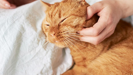 Tiene mi gato una edad avanzada? | Purina® Tiene mi gato una edad avanzada? | Purina®