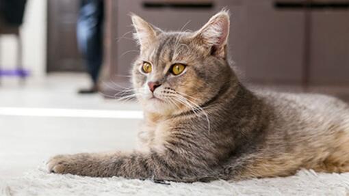 Esterilizar gato PREGUNTAS MÁS FRECUENTES