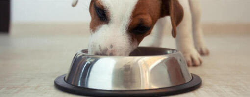 Alimentación para perros de razas pequeñas