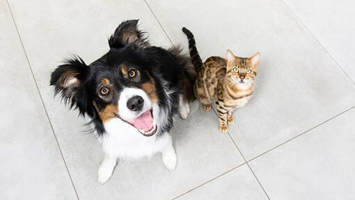 Perro y gato mirando hacia arriba