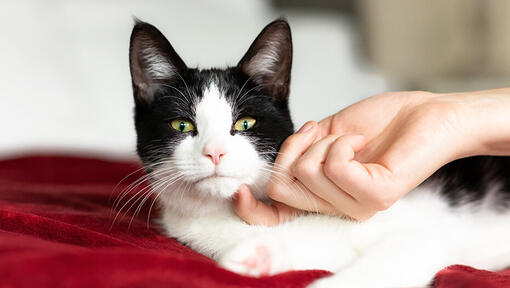 Gato blanco y negro siendo acariciado