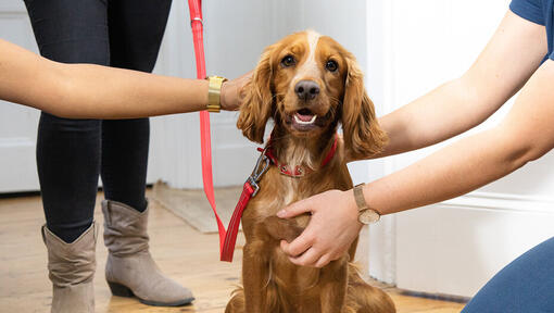 Raza de perro Spaniel siendo acariciado