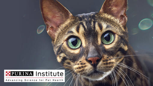 Logotipo y gato del Instituto Purina