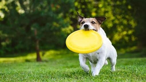 Verano y perros de razas pequeñas