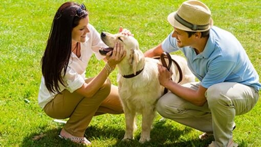 pareja acariciando perro en campo