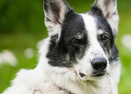 Cómo alimentar a tu perro senior