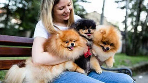 Pomerania: perro de raza pequeña