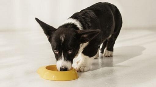 Alimentación para perros de razas pequeñas