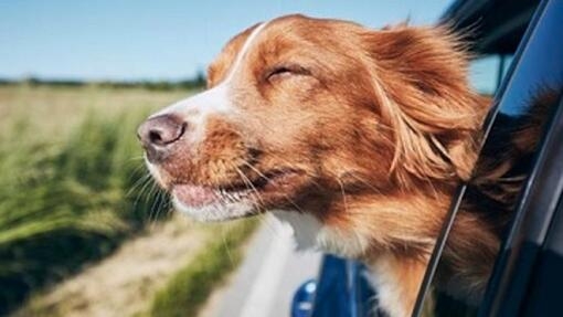 Perro de raza pequeña en un coche