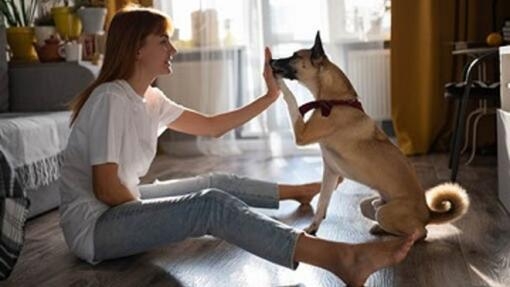 Perro de raza pequeña con pelota