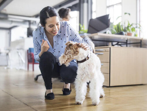 Mujer acariciando a un perro en la oficina