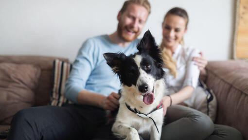 Pareja sentada en el sofá con un Collie