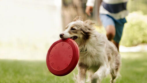 Raza de perro Collie corriendo con frisbee