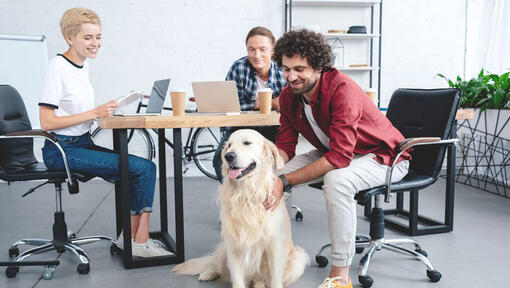 Trabajadores de oficina abrazando a Golden Retriever