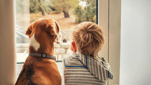 Niño mirando por una ventana con un perro